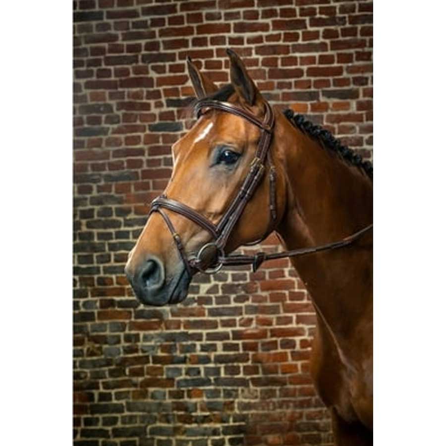 D-Collection-Flash-Noseband-Bridle
